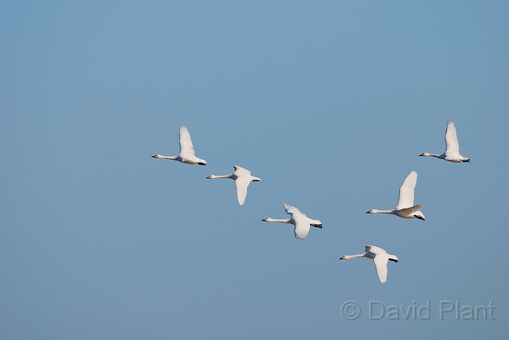 Bewick's swans flying - D.jpg - Bewick's swans in flight - Slimbridge